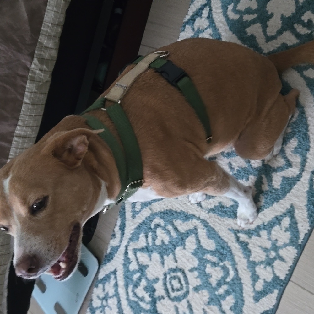 Dog Harness - Picture 8 of 9